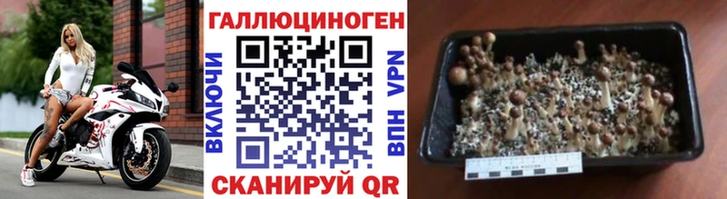 нарко площадка Telegram Малаховка Галлюциногенные грибы MAGIC MUSHROOMS